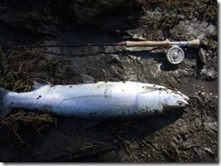 My chrome spring hen