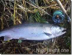 Silver Salmon