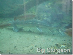 Sturgeon
