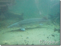 Sturgeon