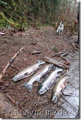 Final tally for the day